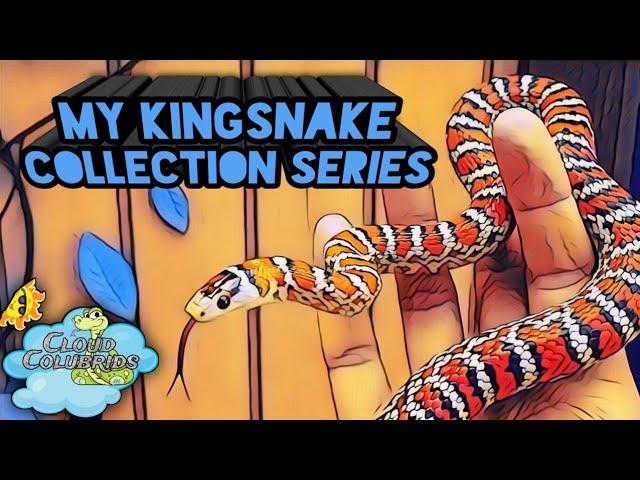 My kingsnake collection Series  part 4