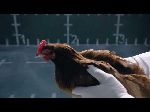 Jaguar vs Chicken - Reply ad to Mercedes - Funny commercial