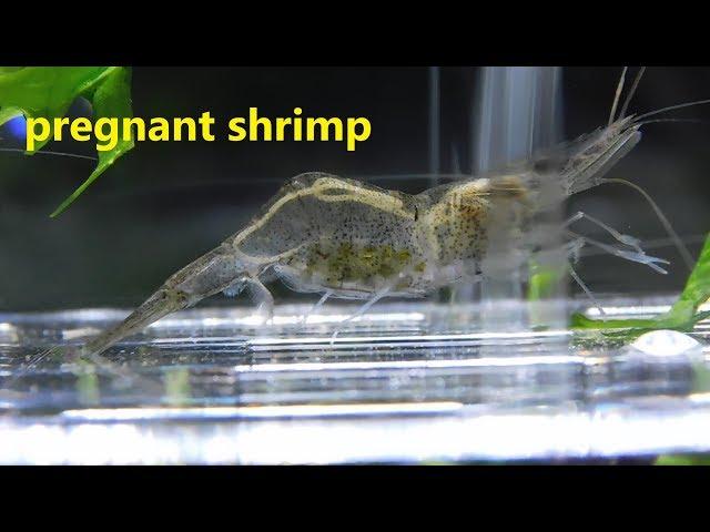 pregnant ghost shrimp (hatching eggs)