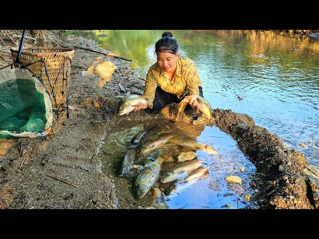 Technique catch fish, lucky single girl meets giant school of carp - Hoàng Thị Thơm