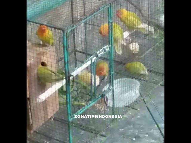 CARA MEMBEDAKAN JENIS KELAMIN BURUNG LOVEBIRD