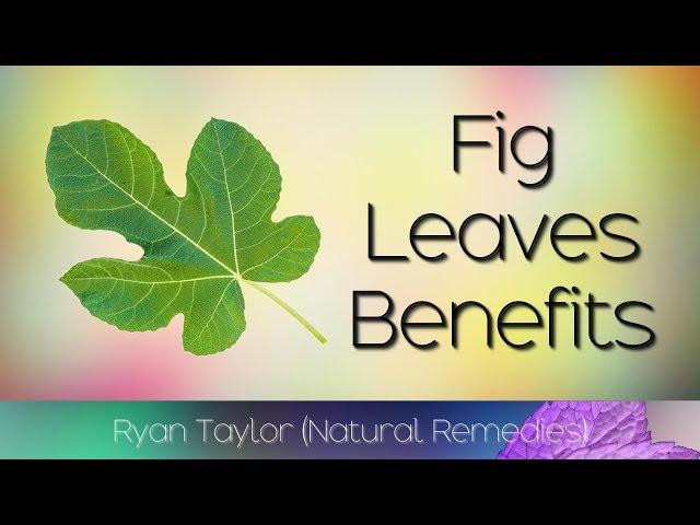 Fig Leaves: Benefits & Uses