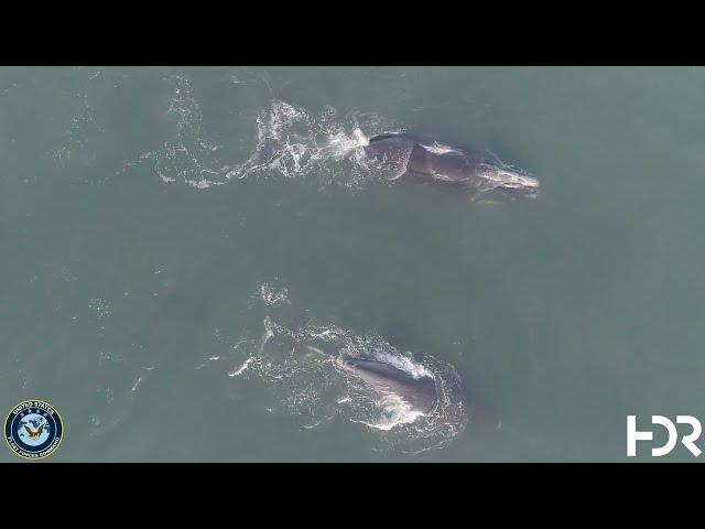 U.S. Navy Marine Species Monitoring Program: North Atlantic Right Whale Tag Captures Dive Behavior