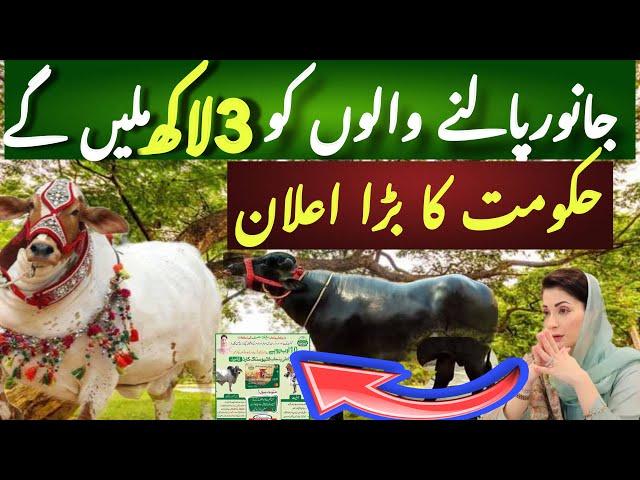 Loan for Livestock for Punjab by Chief Minister Punjab Maryam Nawaz | Interest Free Loan