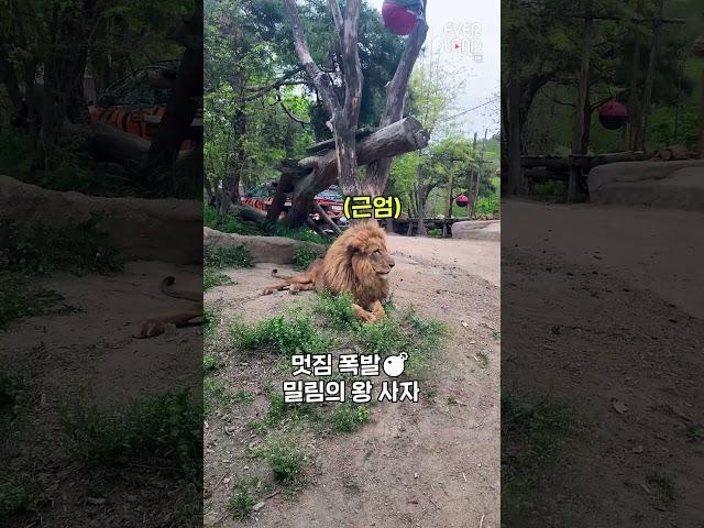 미라클 모닝 실천법 1｜#에버랜드 #사파리월드