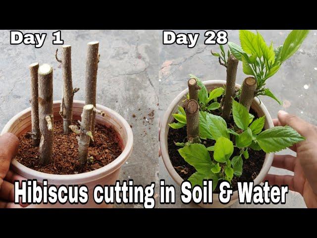 Easiest way to Gow Hibiscus from cutting with 100% Result, Hibiscus cutting in water and soil