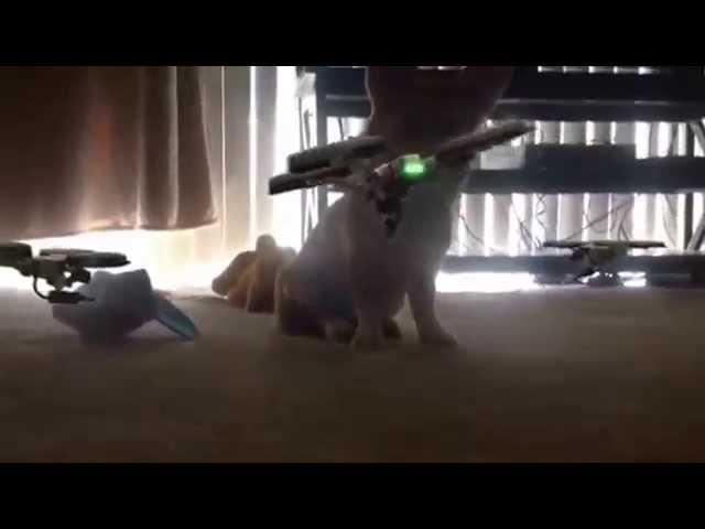 Corgi Versus Killer Drones