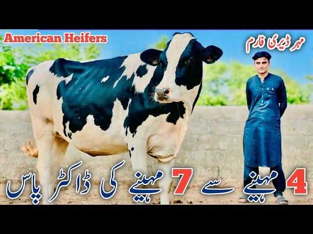 Mahar Dairy Farm | American Heifers And Australian Heifers | Doctor Pass | 5 September 2024