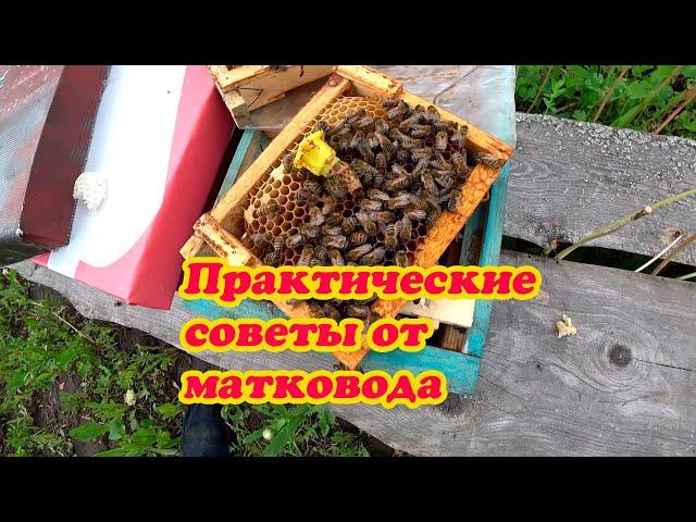 РАЗДАЧА МАТОЧНИКОВ ПОСЛЕ ОТБОРА ПЛОДНЫХ МАТОК ИЗ НУКЛЕУСОВ, ПРАКТИЧЕСКИЕ СОВЕТЫ МАТКОВОДА.