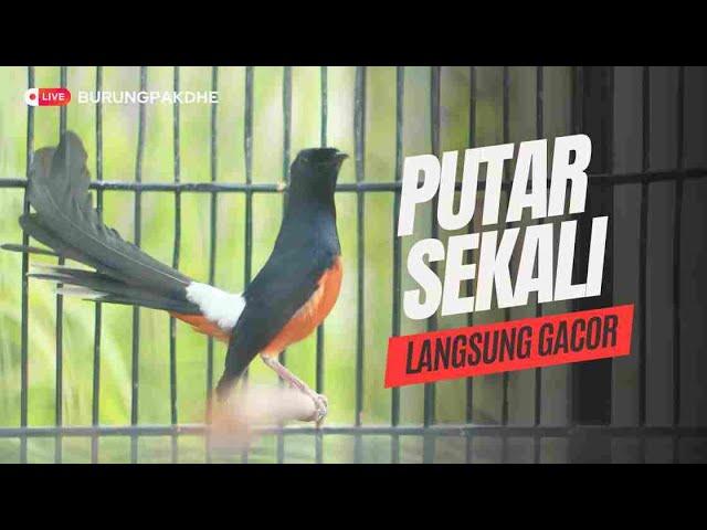 AMPUH buat PANCINGAN murai batu agar bunyi JADIKAN burung murai gacor EMOSI NYAUT