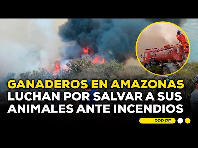 Incendios en Amazonas: no hay forraje ni alimento para ganado #SIEMPRECASARPP | DESPACHO