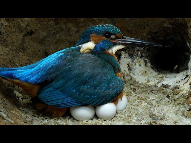 Male Kingfisher Incubates 7 Eggs | Discover Wildlife | Robert E Fuller