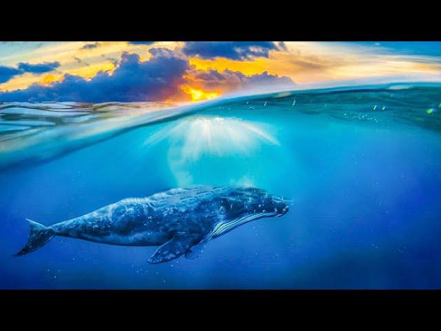 Immergiti nel Canto delle Balene: Viaggio Sonoro per un Sonno Profondo e Riequilibrio dell'Anima