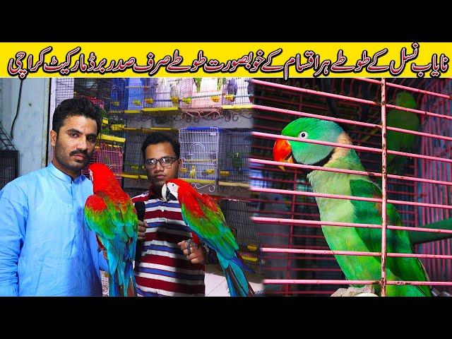 Exotic Parrots at Rozi Khan Birds Shop | Jamshed Asmi Informative Channel | In Urdu/Hindi