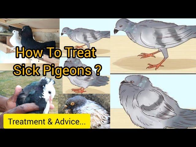 How To Treat Sick Pigeons, Treatment & Advice