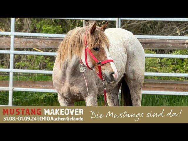 Die Mustangs sind da! | Trainer Challenge 2024 | MUSTANG MAKEOVER