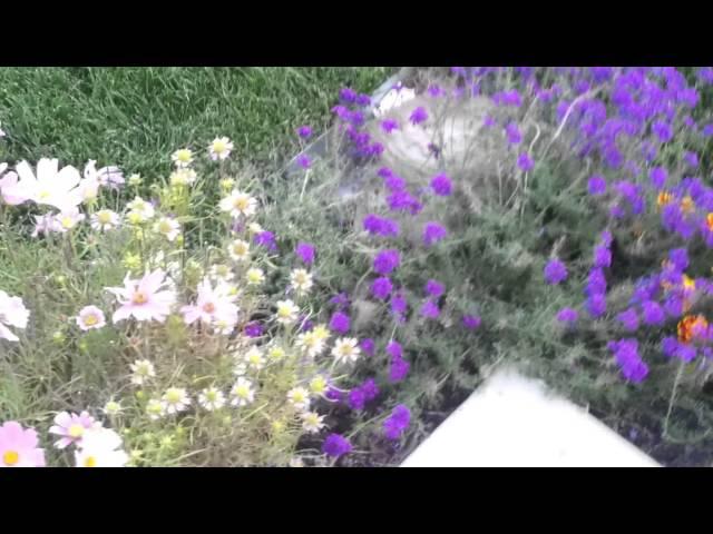 Sphinx (Hawk) Moths (Sphingidae) - Colorado Springs, 08/30/2013