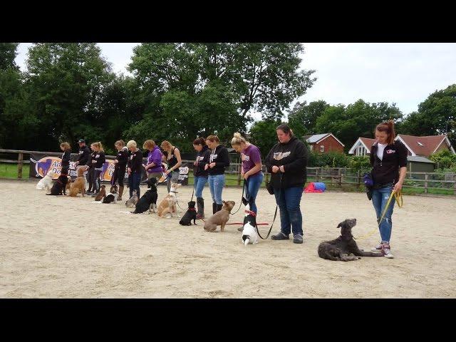 Home Boarding Residential Dog Training with Adolescent Dogs Ltd  - 2017