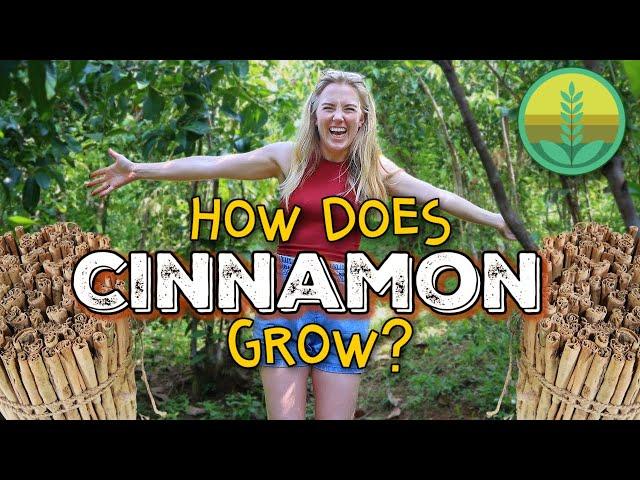 How Does Cinnamon Grow?! | Maddie Moate