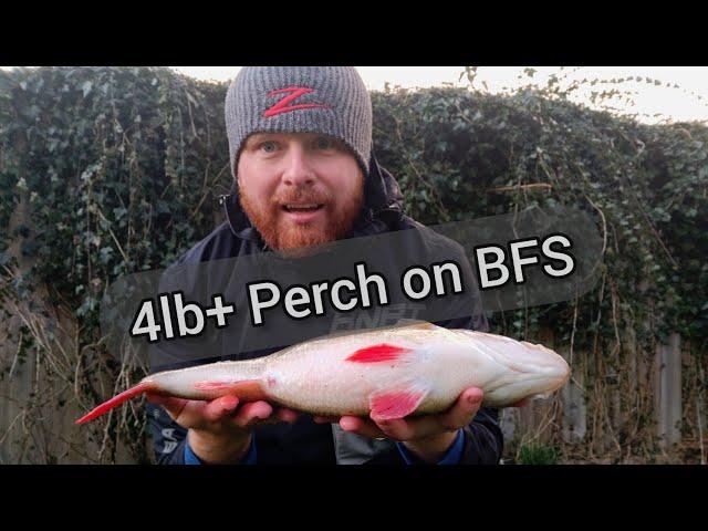 Huge UK Perch on new BFS rod