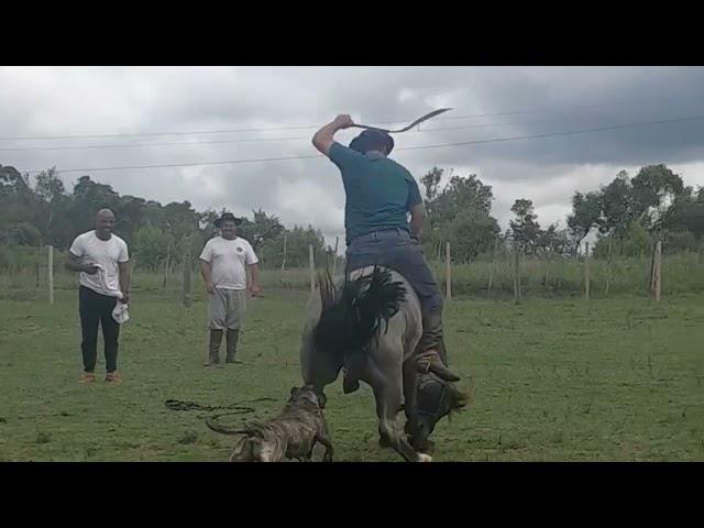 Gineteada- Provada em Caçapava do Sul