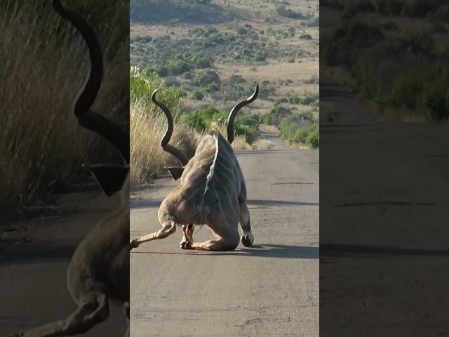 Kudu Survives Lion Attack and Gets Stranded on the Road #shorts #safari #africa