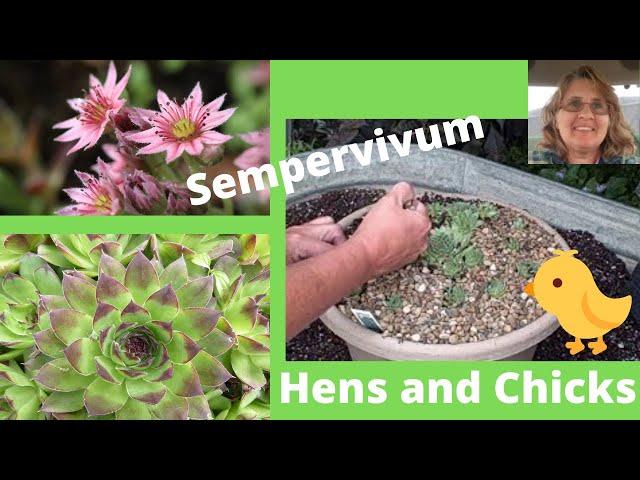 Easy How to Sempervivum Hen & Chicks Propagation - Great for Beginners