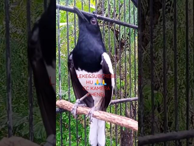 masteran burung kacer nembak materi mewah super pedas