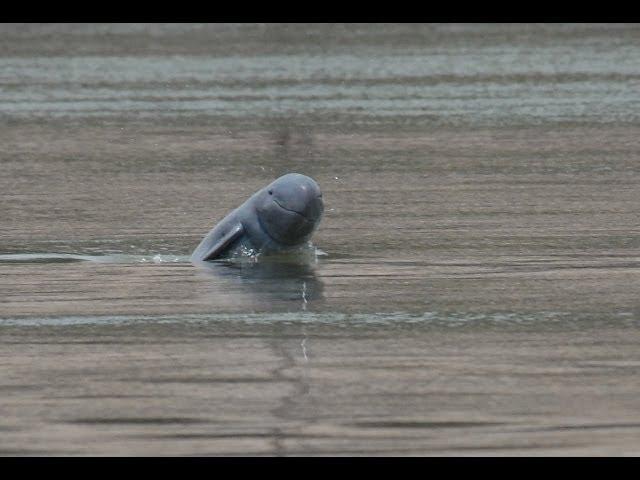 Irrawaddy Dolphins Swimming in the Mekong