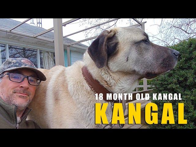 18 Month Old Kangal | Turkish Kangal Dog | Ash The Kangal