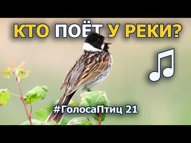 Какие птицы поют и живут у реки? #ГолосаПтиц 21