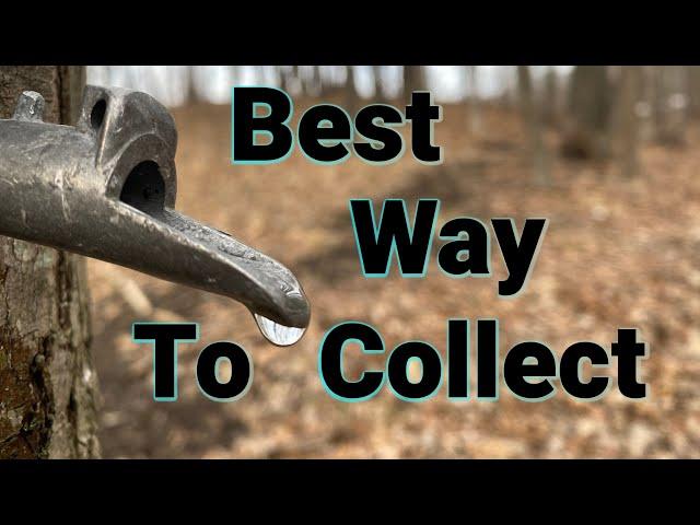 How To Start Collecting Sap For Maple Syrup | Best Collection Method