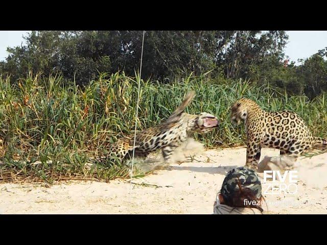 2 Male Jaguars Fight on the Beach