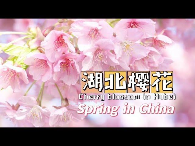 【Spring in China】湖北武汉：樱花编织成海 尽显烂漫/Cherry blossoms in Hubei Wuhan are in full bloom to show the roman