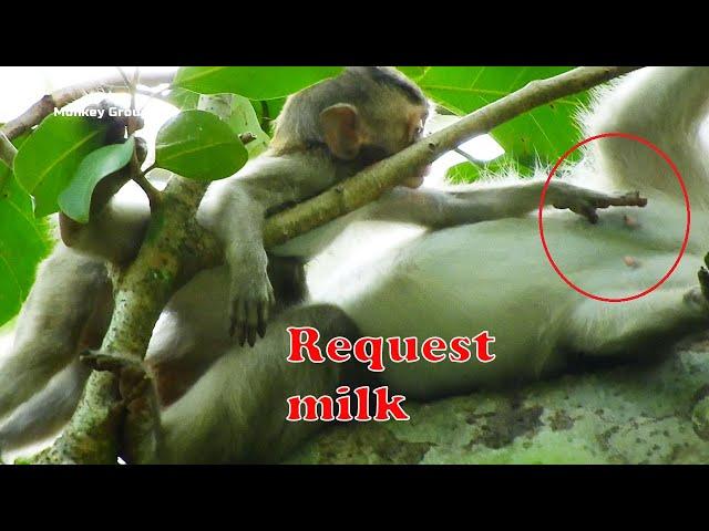 How baby monkey Alba request milk?, Alba scare mom deny and fighting