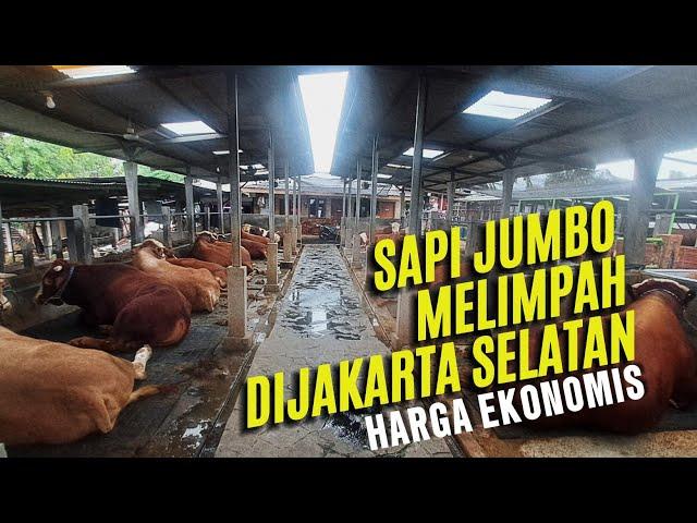 SAPI SUPER JUMBO MELIMPAH DI JAKARTA SELATAN !!! Harga ekonomis #sapisuperjumbo#sapijumbo#sapiqurban