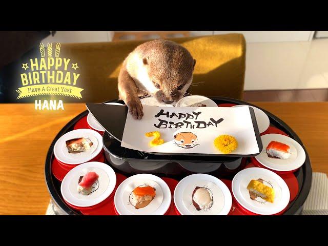 Otter Hana Happy Birthday Conveyor Belt Sushi Party!