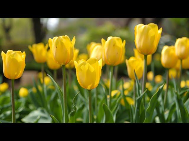 Peaceful classical music to reduce stress, stop overthinking | Tulip Blooms 