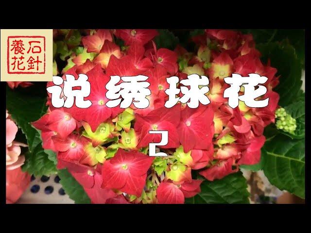 [石针养花]商店卖的绣球花2 - Hydrangea macrophylla