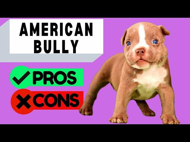 American Bully Pros and Cons / Should You Get One?