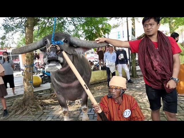 Juara 1 kategori Kerbau Baliankontes kerbau terbaik dan tercantikfestival budaya toraja utara