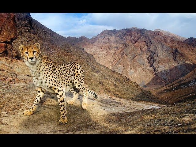 ( Iranian cheetah )  مستند «اشباح بیابان» يوزپلنگ ايراني Iran