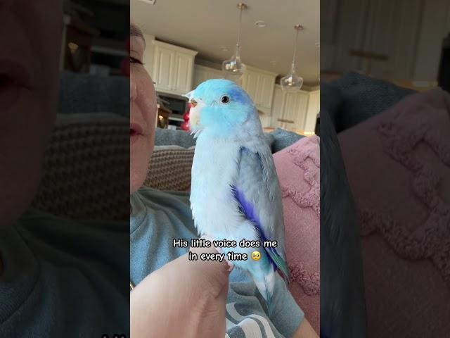 He is a baaaaby bird good job  #talkingparrot #birds #parrot #parrotlet