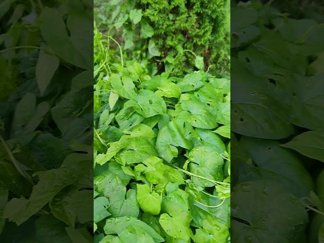 Сочная зелень после дождя завораживает #chill #green