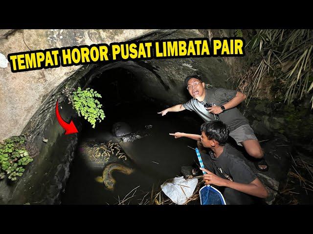 CARI ANAKAN DAPAT BUNUS INDUKAN LIMBATA PAIR???