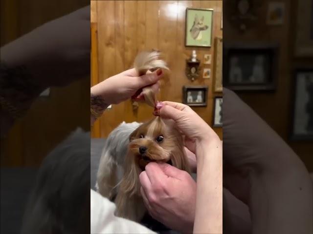 Watch me transform Martini the Yorkie icon  #dogtransformation #doggroomingtips #jessronagrooming