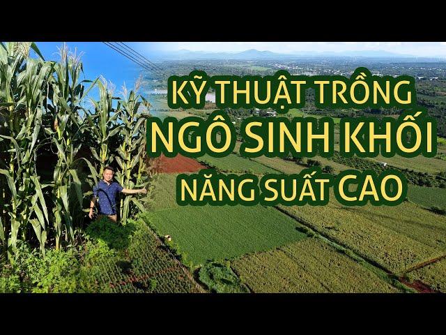 KỸ THUẬT TRỒNG NGÔ SINH KHỐI CHO NĂNG SUẤT CAO NHẤT