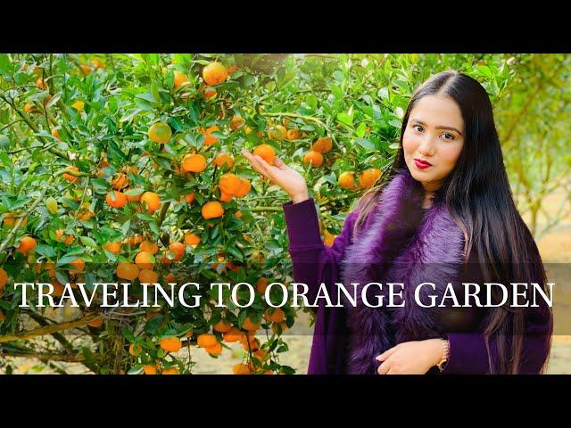 Orange Garden in Bangladesh, Jhenaidah District (Moheshpur upazila) || Taiba Sithe ||