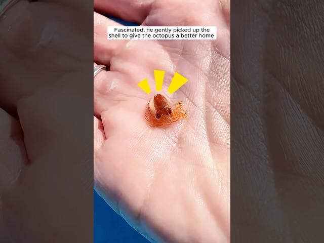 This man cared for a baby octopus with love