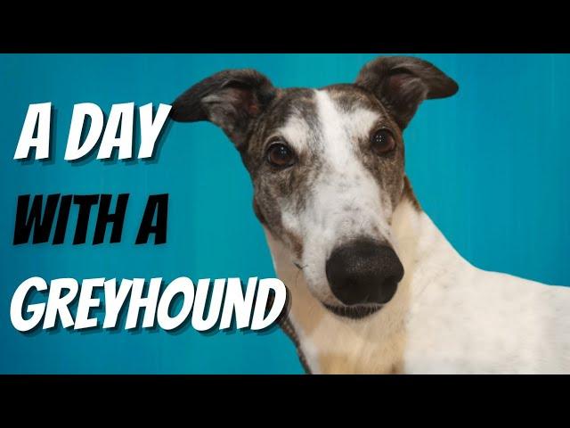 A day in the life of retired Greyhound -Morning, Noon and Night